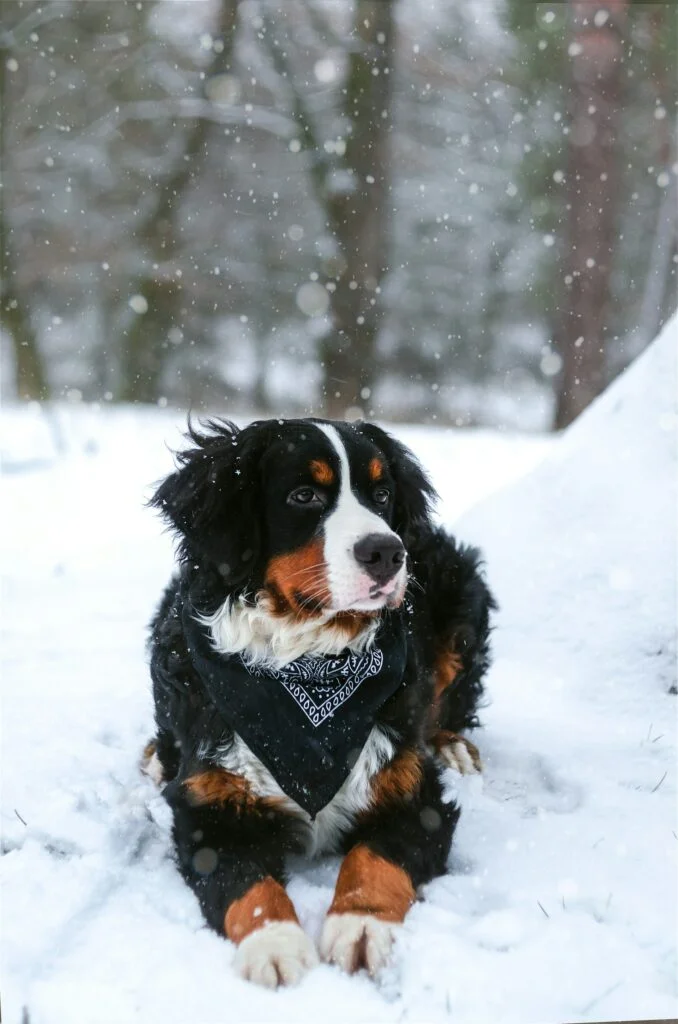 Bernese Mountain Dog