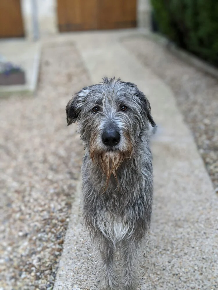 Irish Wolfhound