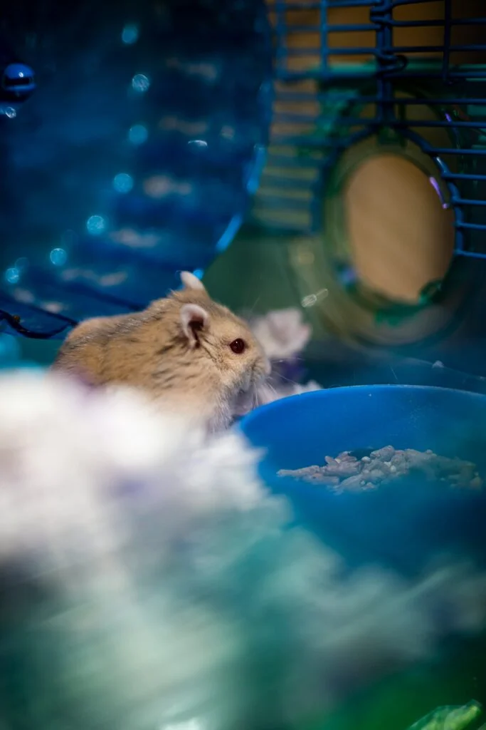 Hamsters vs. Guinea Pigs: Which Pet Is Right for You?