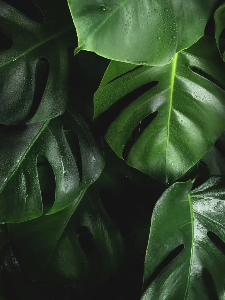 8 Monstera Plant Care Tips: How to Keep Your Swiss Cheese Plant Thriving