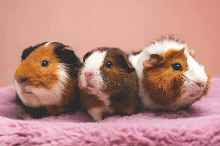Are Guinea Pigs Good For Kids?