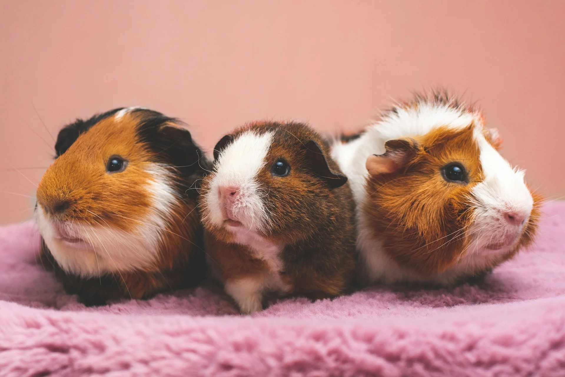 Are Guinea Pigs Good For Kids?