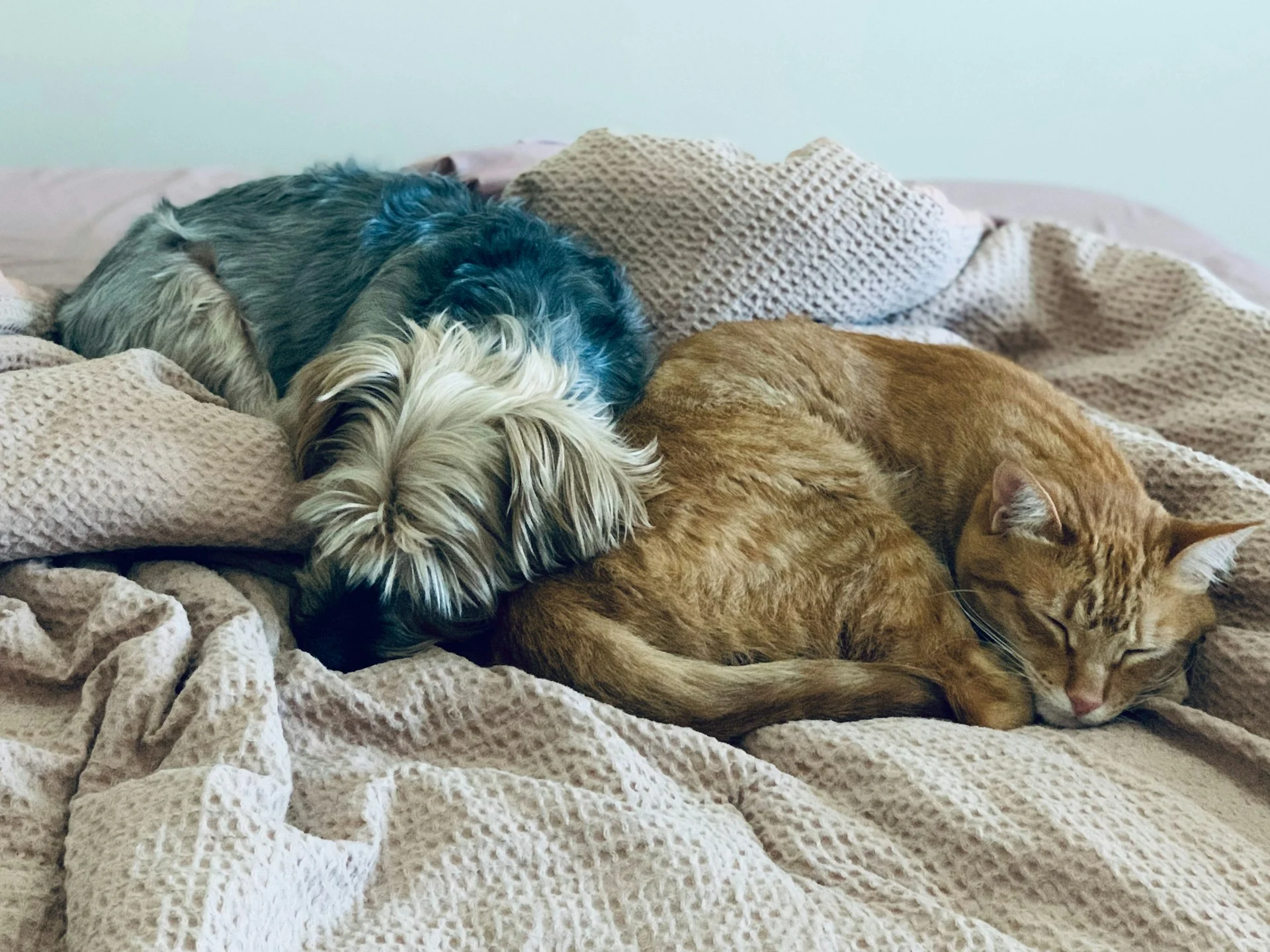 10 Dog Breeds That Actually Get Along with Cats