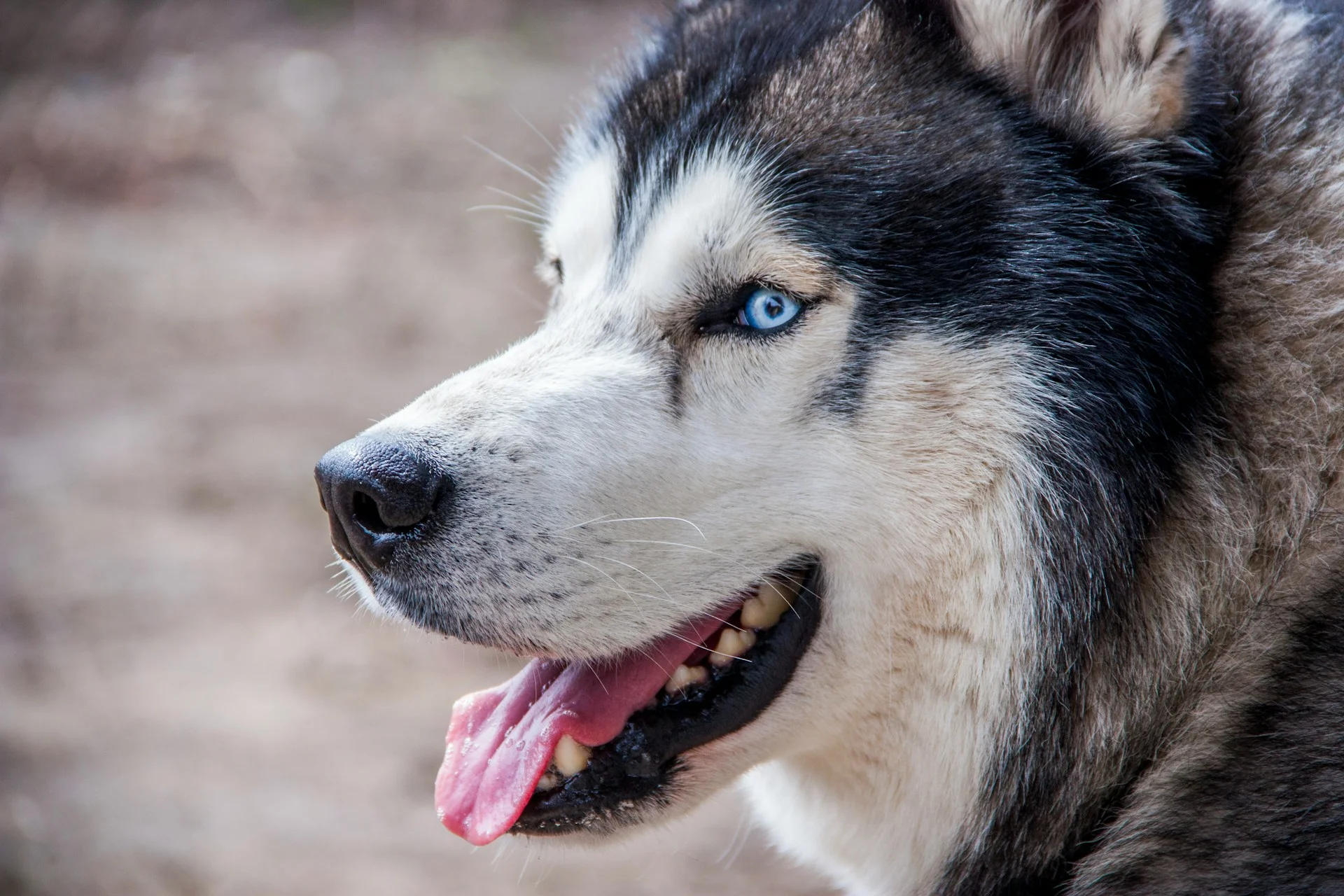 Common Behavior Problems in Siberian Huskies