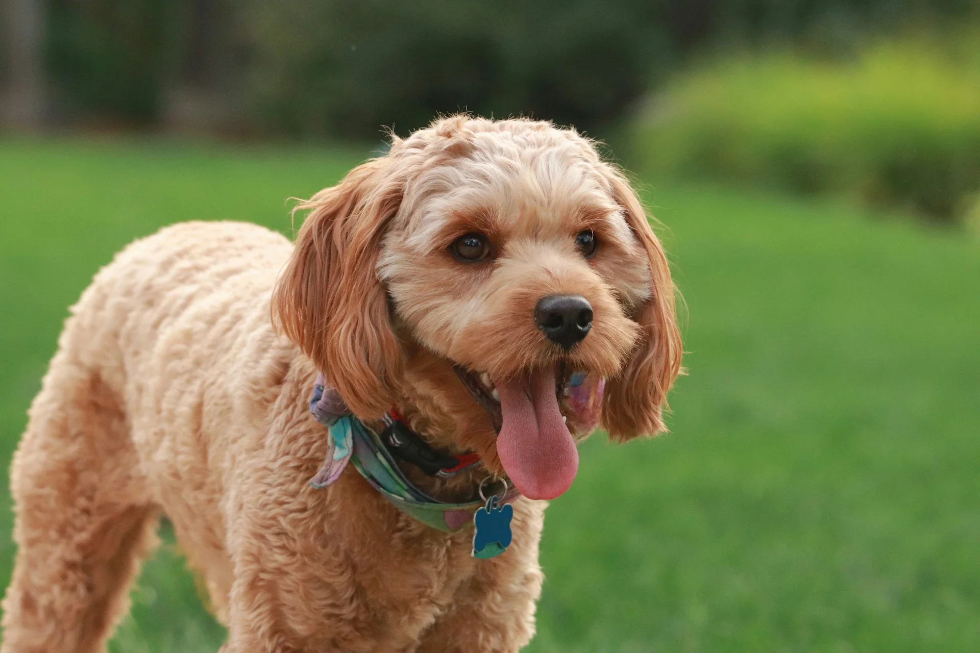 7 Essential Tips for Cavapoo Owners