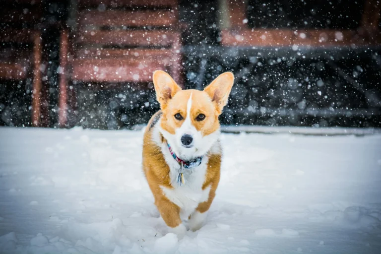 Facts About Corgis
