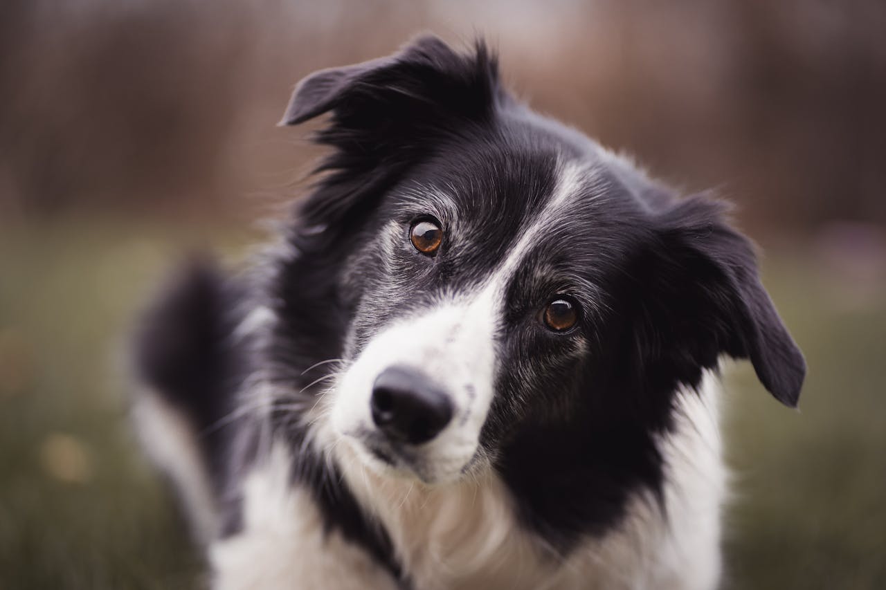10 Best Probiotics for Border Collies