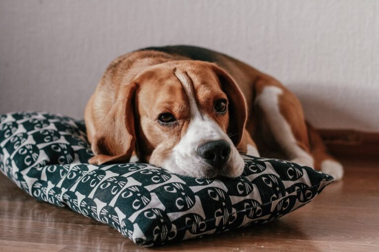 10 Best Probiotics for Beagles