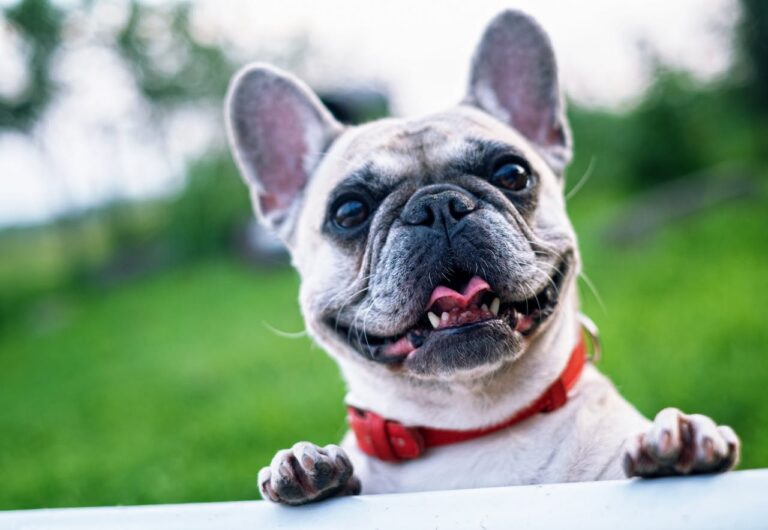 10 Best Probiotics for French Bulldogs