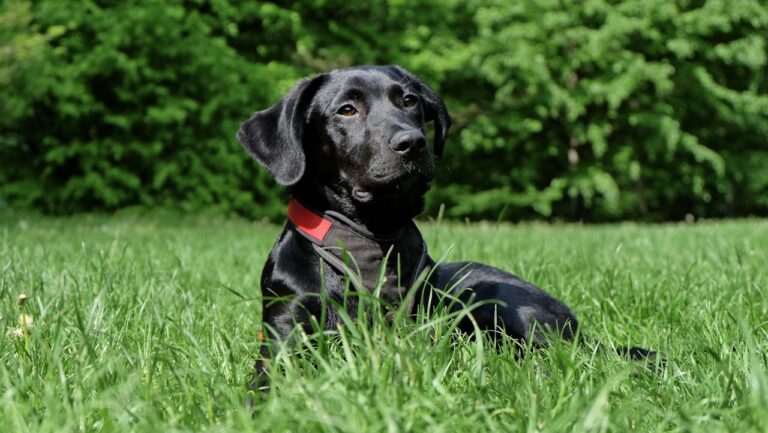 10 Best Probiotics for Labrador Retrievers