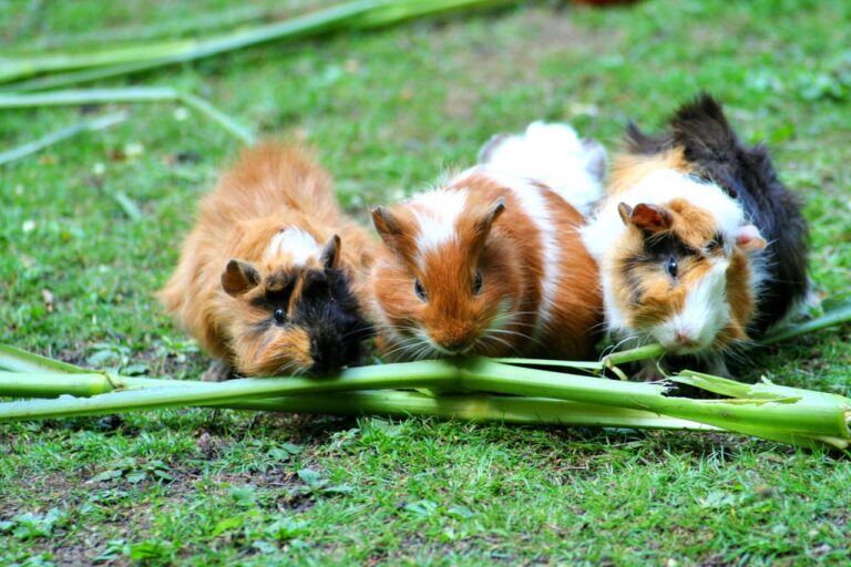 Guinea Pig Care Guide: Everything You Actually Need to Know