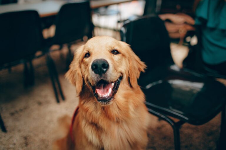 10 Best Probiotics for Golden Retrievers