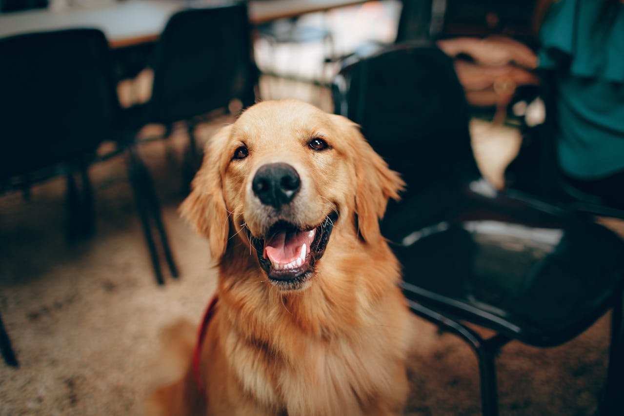 10 Best Probiotics for Golden Retrievers