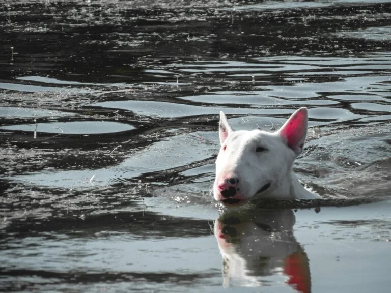 Things to Know Before You Get a Bull Terrier