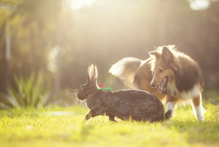 Rabbits vs Dogs as Pets: Who Wins?
