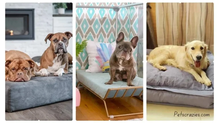 20 Cozy Dog Bedroom Ideas That Your Pup Will Love