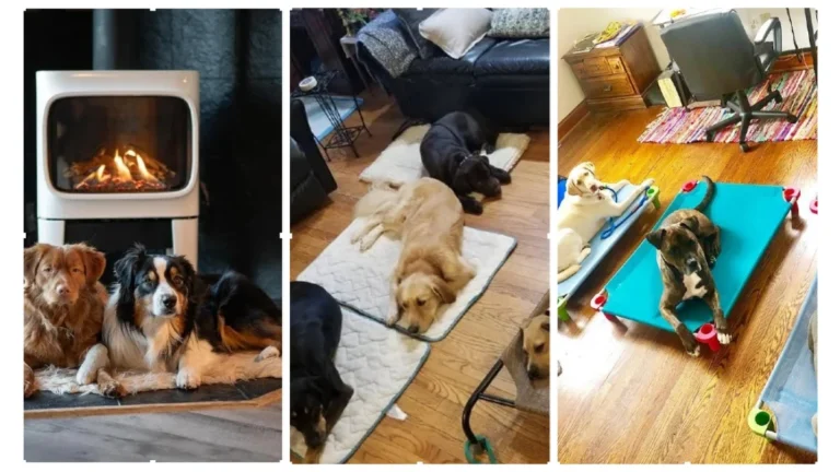 19 Comfort Dog Room Ideas for Multi-Dogs