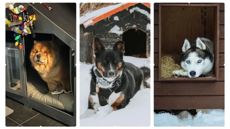 20 Dog House Ideas for Winter to Keep Your Pet Safe