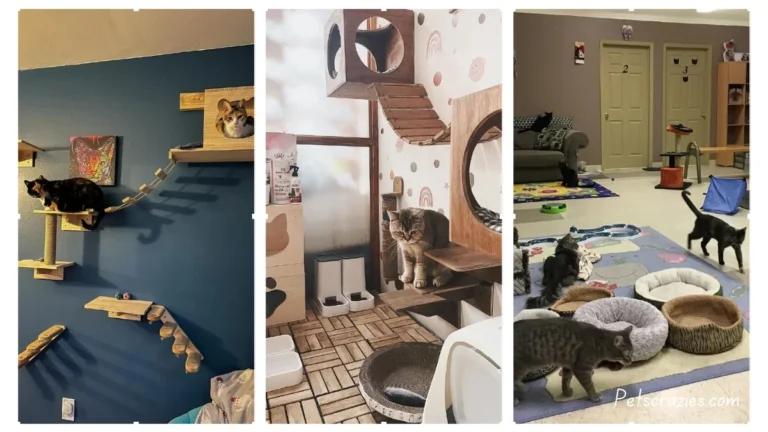 20 Cozy Cat Room Ideas to Pamper Your Feline Friend