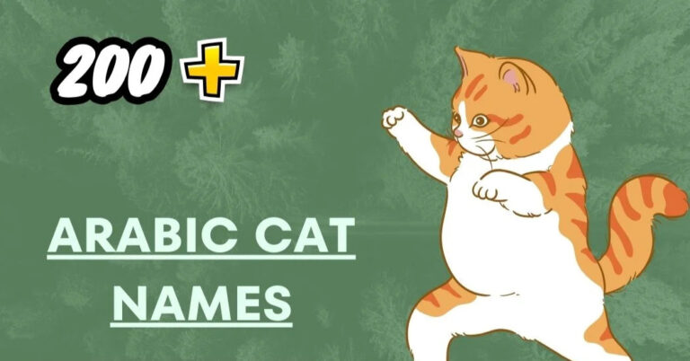 Arabic Cat Names – Traditional Inspiration Ideas