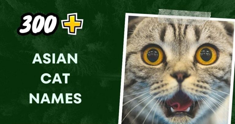 Asian Cat Names