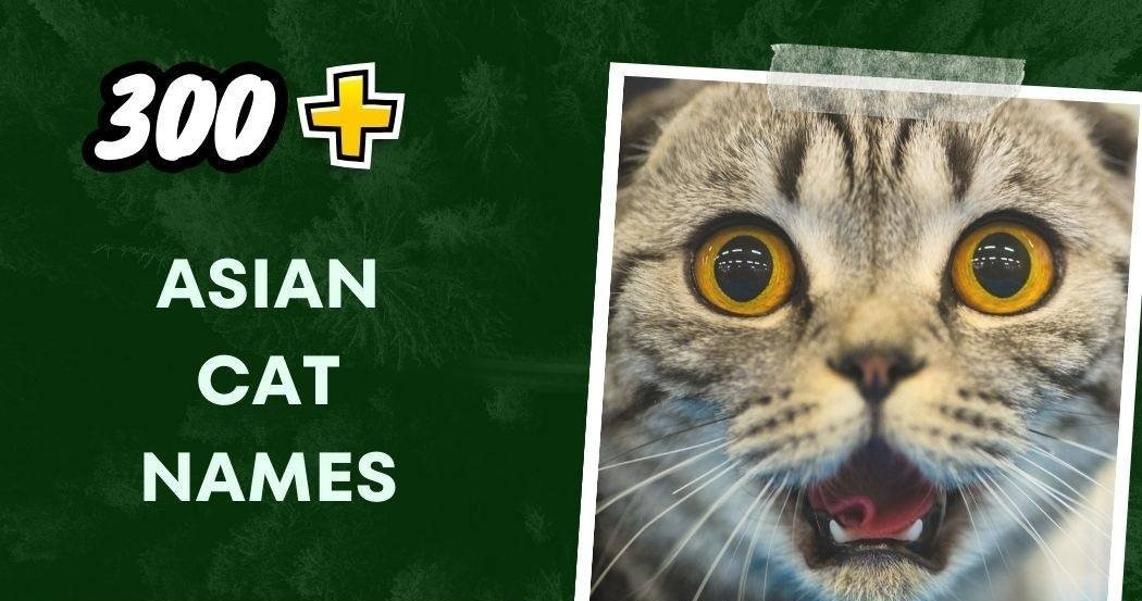 Asian Cat Names