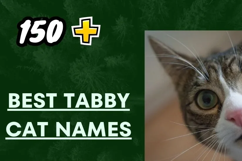 Best Tabby Cat Names