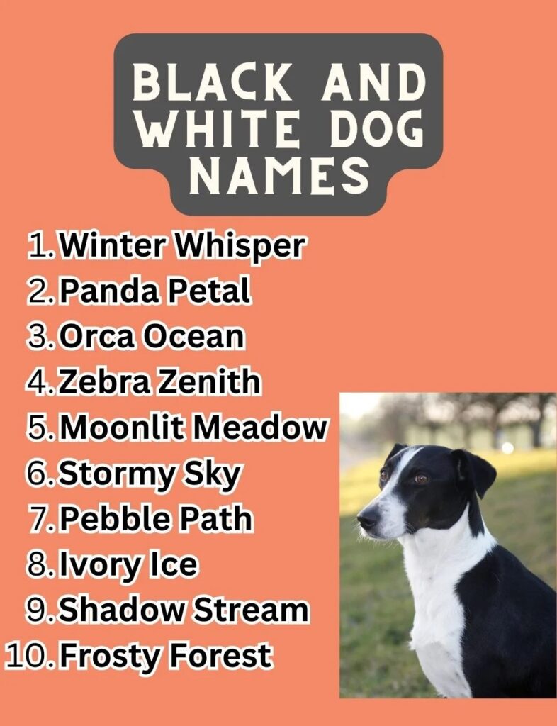 Best Black And White Dog Names 