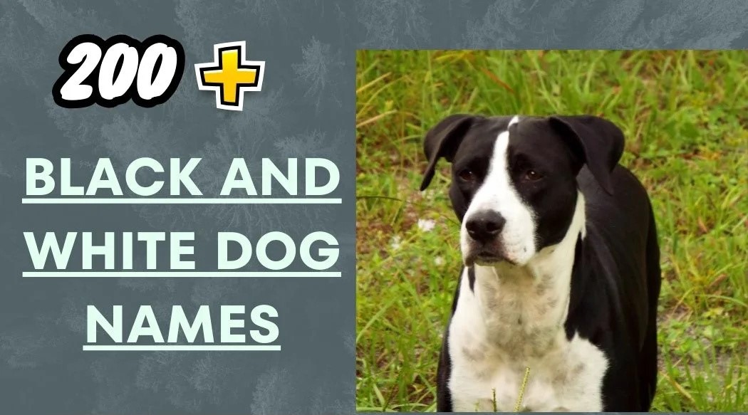 Best Black And White Dog Names