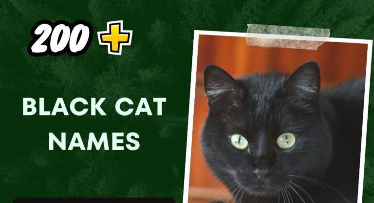 Black Cat Names (200+ Stunning Ideas)
