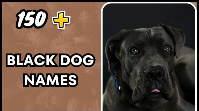 Black Dog Names -Top Suggestions