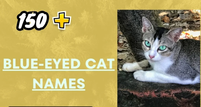 Blue-Eyed Cat Names – Unique And Creative Ideas