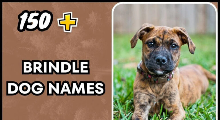Brindle Dog Names – Creative Ideas
