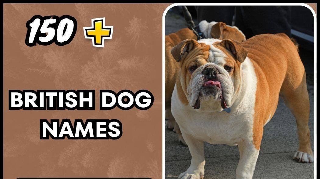 british dog name