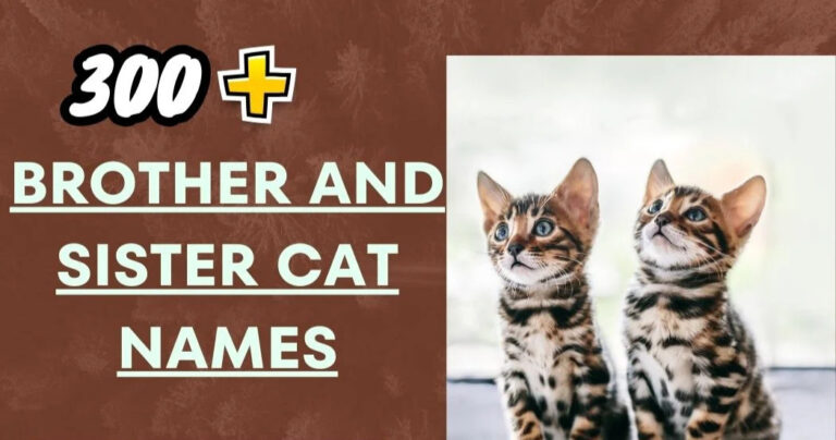 Brother And Sister Cat Names – Bonded Siblings Pairs