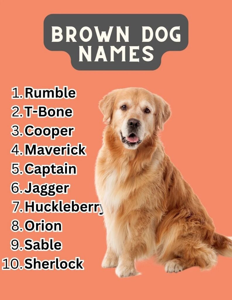 Brown Dog Names