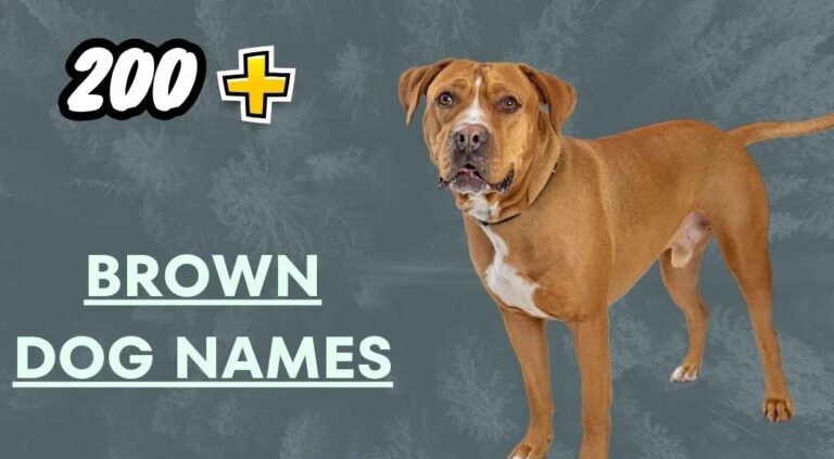 Brown Dog Names