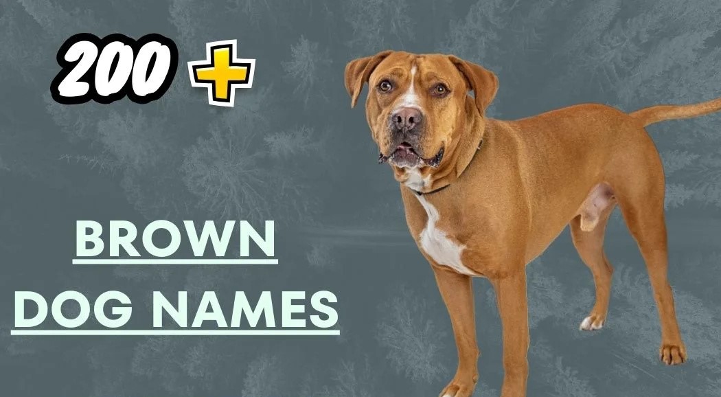 Brown Dog Names