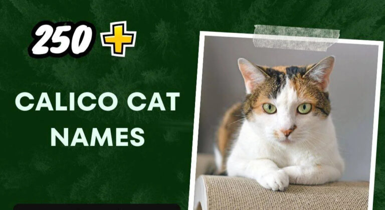 Calico Cat Names (250+ Stunning Ideas)
