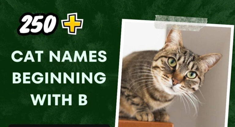 Cat Names Beginning With B (250+ Unique Choices)
