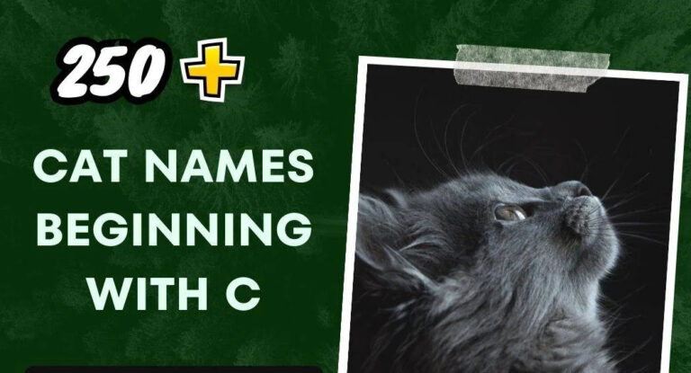 Cat Names Beginning With C (250+ Captivating Options)