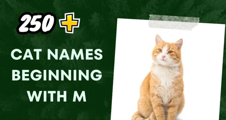 Cat Names Beginning With M