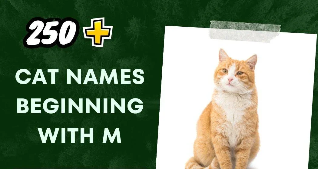 Cat Names Beginning With M