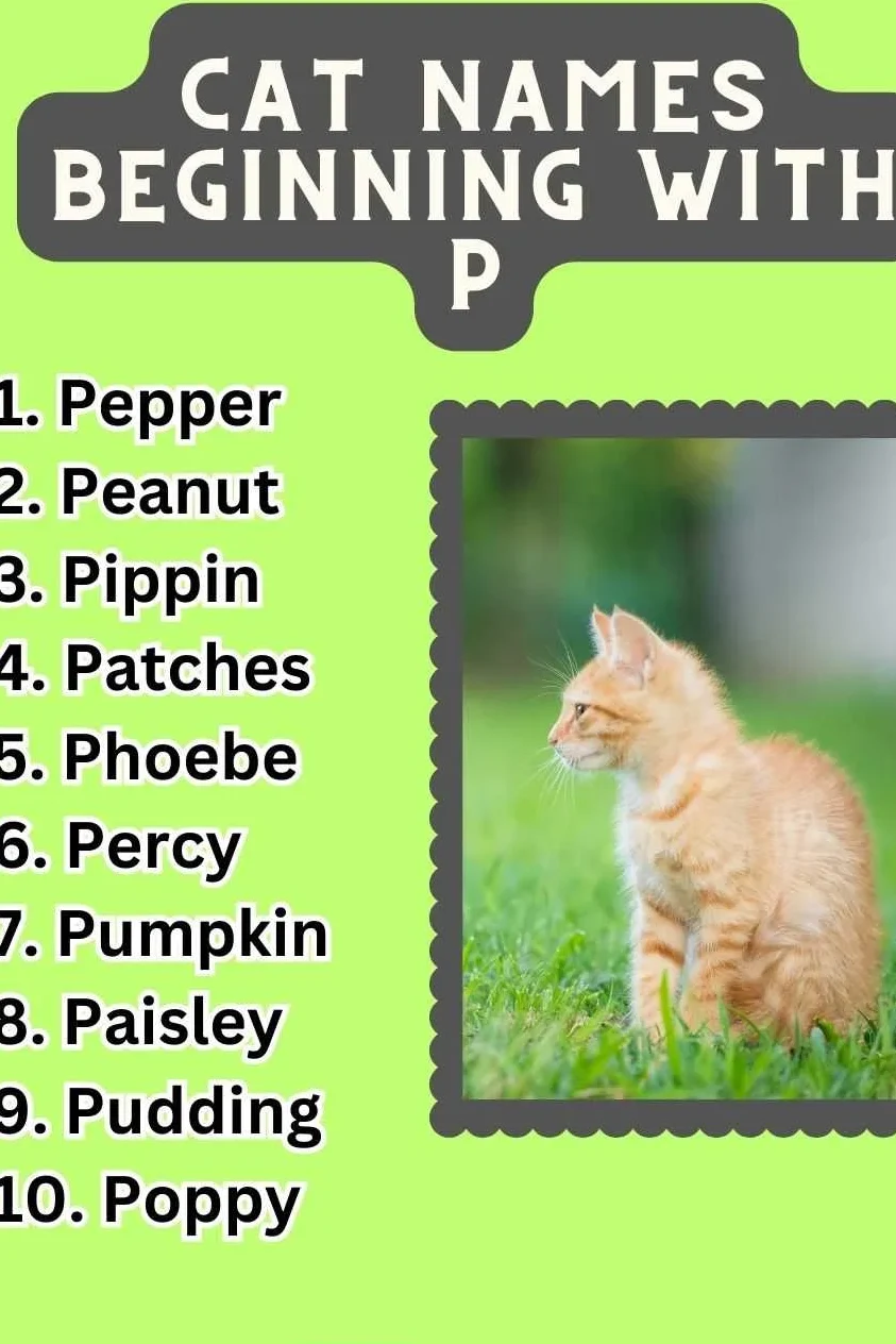 Cat Names Beginning With P 