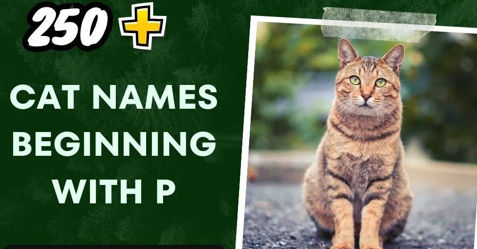Cat Names Beginning With P (250+ Catchy Selections)