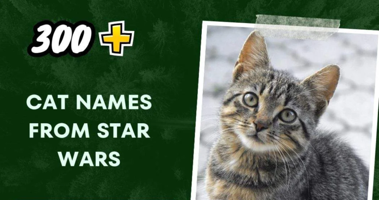 Cat Names From Star Wars (300+ Fun Ideas)