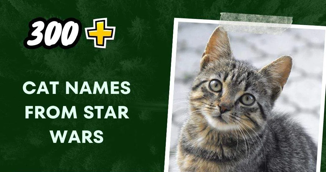 Cat Names From Star Wars (300+ Fun Ideas)