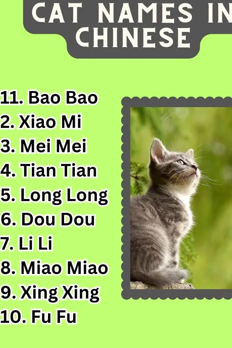 Cat Names In Chinese Ideas List