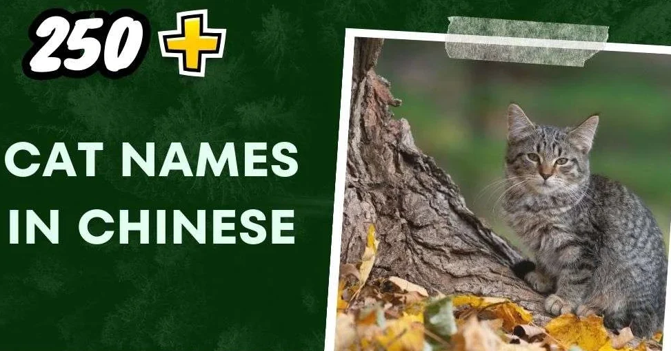 Cat Names In Chinese Ideas