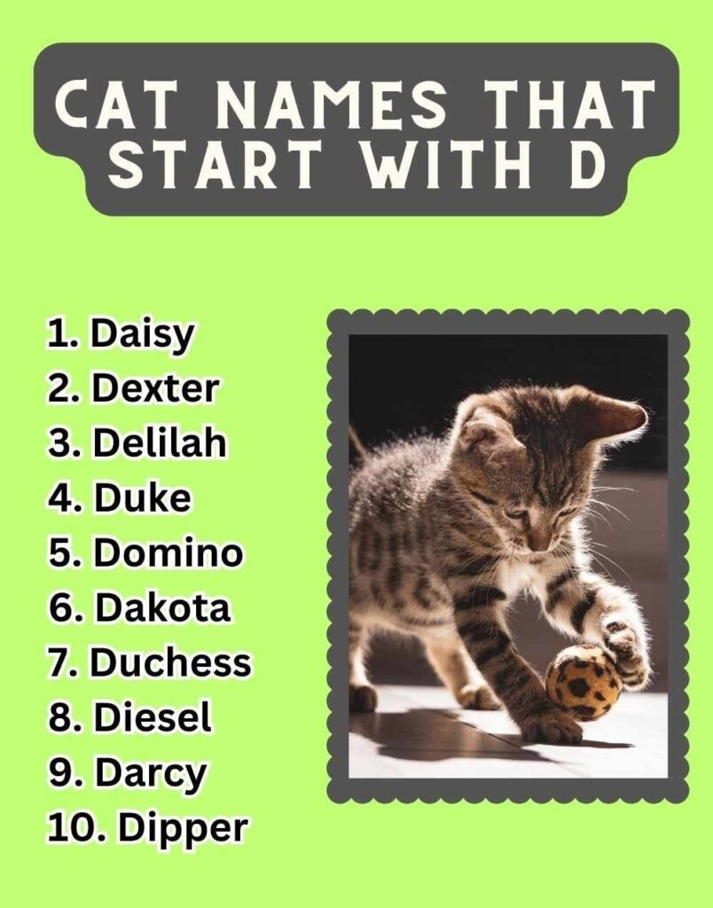 Cat Names That Start With D 